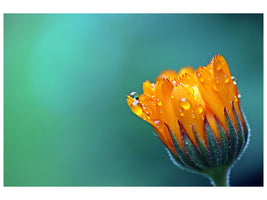 3-piece-canvas-print-marigold-in-morning-dew