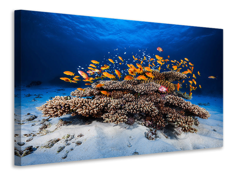 panoramic-canvas-print-marine-life