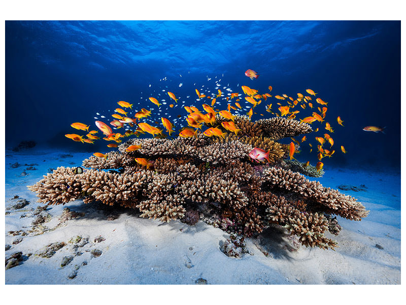 panoramic-3-piece-canvas-print-marine-life