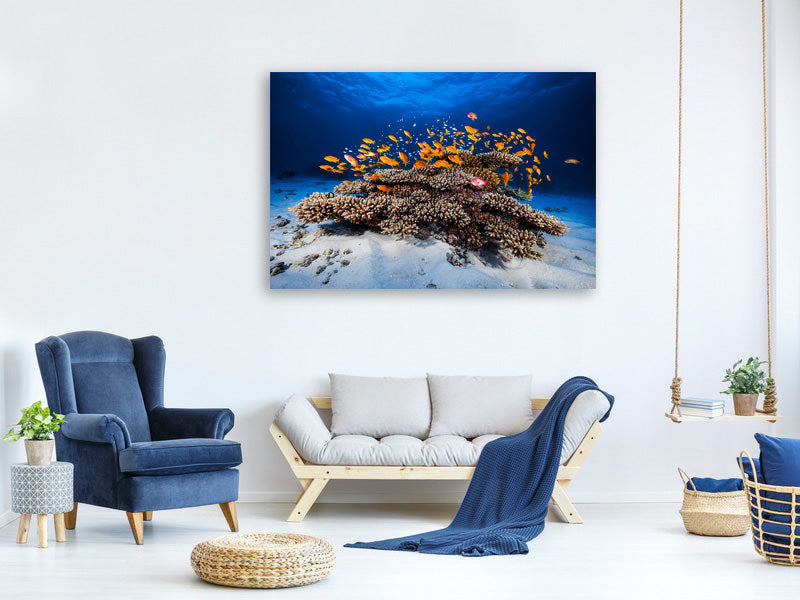 5-piece-canvas-print-marine-life