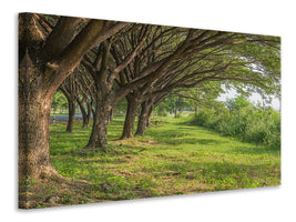 4-piece-canvas-print-mature-trees