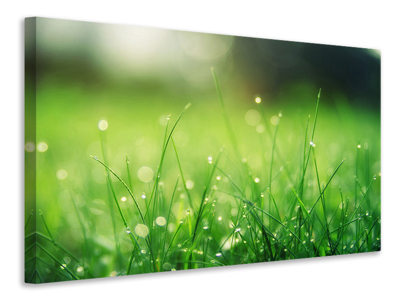 modern-3-piece-canvas-print-meadow-with-morning-dew
