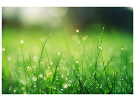panoramic-3-piece-canvas-print-meadow-with-morning-dew