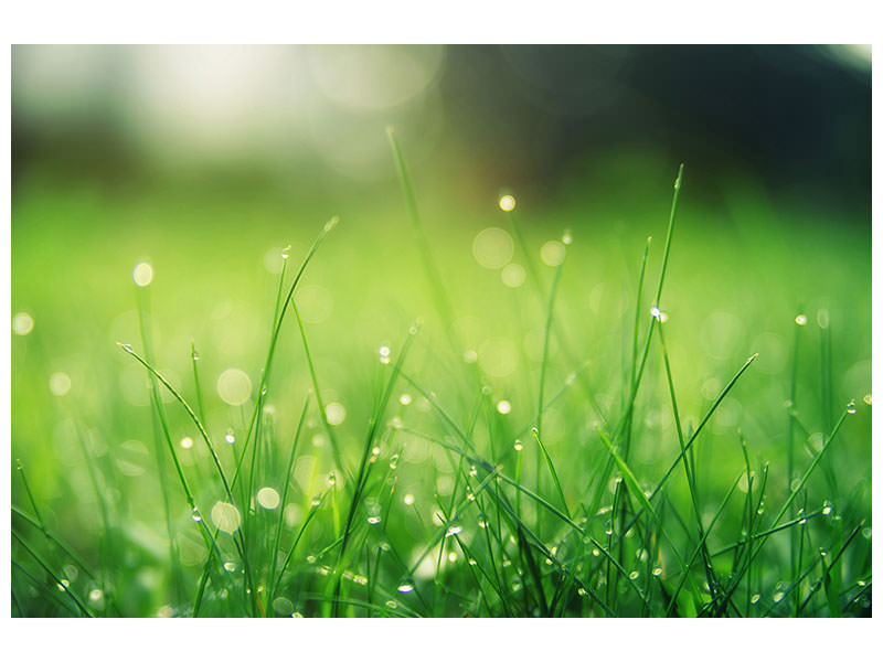 modern-4-piece-canvas-print-meadow-with-morning-dew