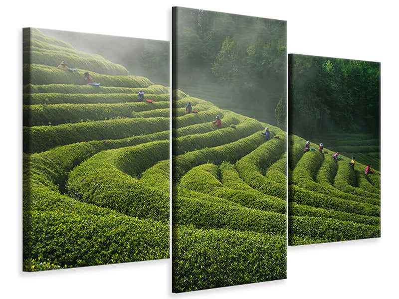 modern-3-piece-canvas-print-green-tea-farm
