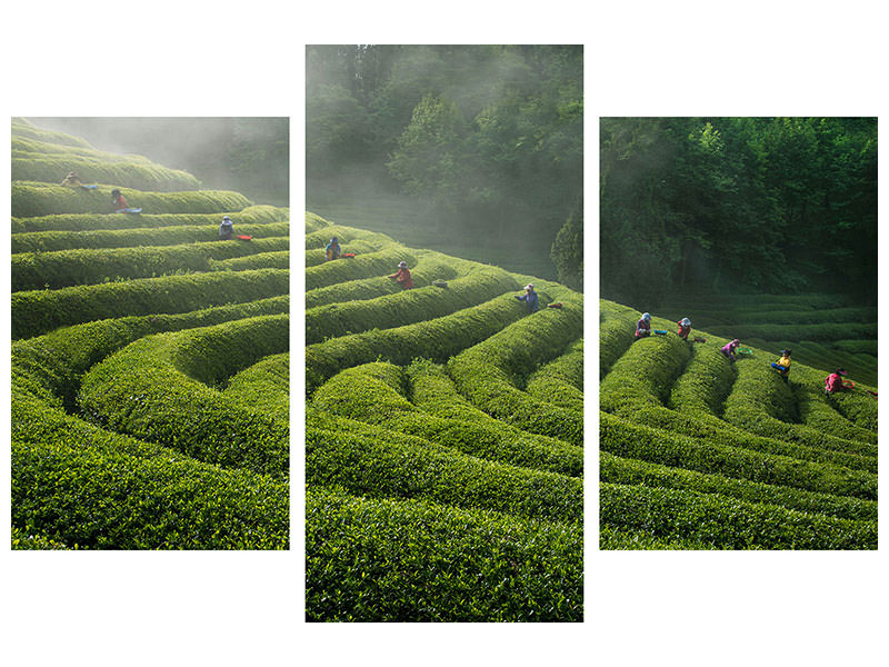 modern-3-piece-canvas-print-green-tea-farm