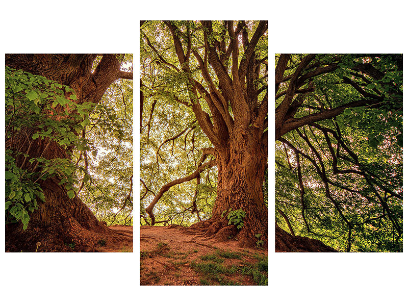 modern-3-piece-canvas-print-in-the-dense-forest