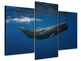 modern-3-piece-canvas-print-sperm-whale