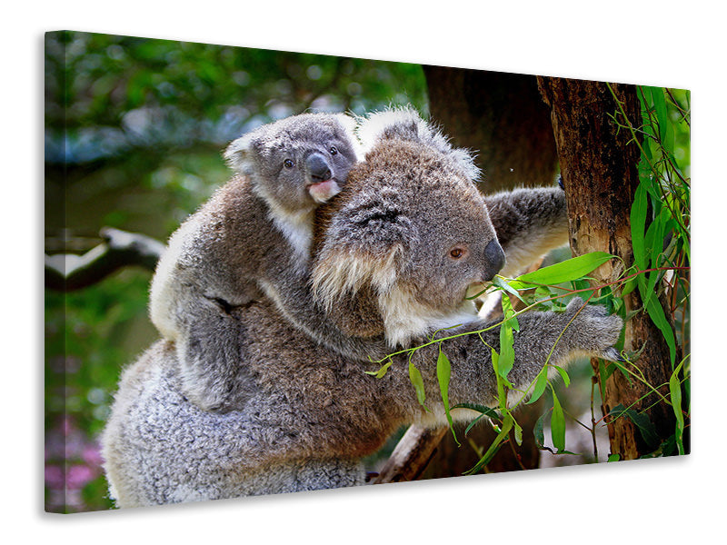 3-piece-canvas-print-mom-and-baby-koala