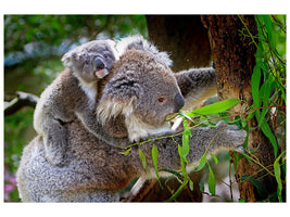 3-piece-canvas-print-mom-and-baby-koala