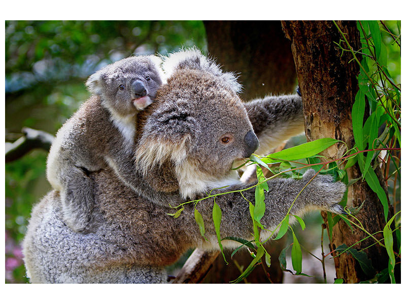 3-piece-canvas-print-mom-and-baby-koala