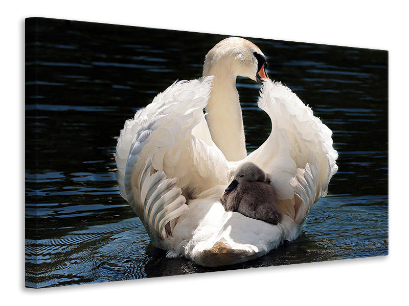 3-piece-canvas-print-mom-and-baby-swan