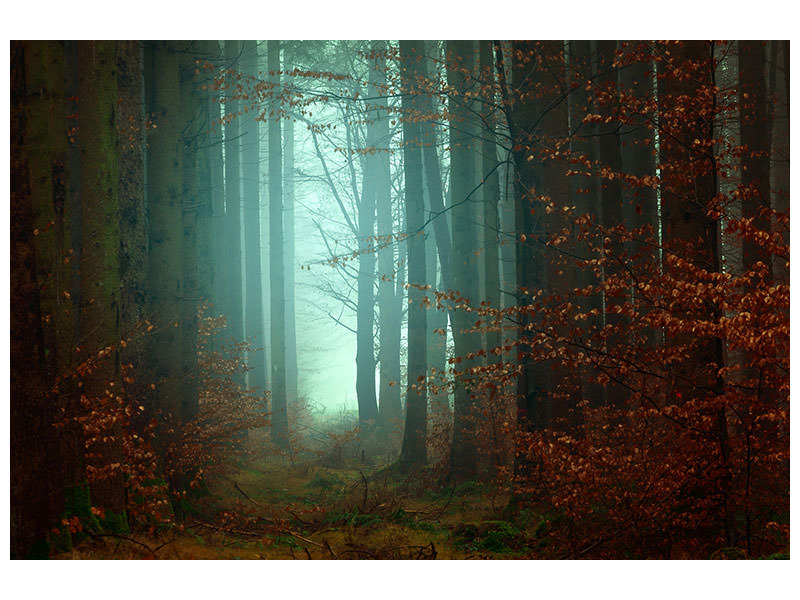 4-piece-canvas-print-mood-in-the-forest