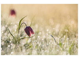 panoramic-canvas-print-morningdew