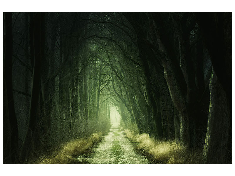 3-piece-canvas-print-mysterious-forest-iii