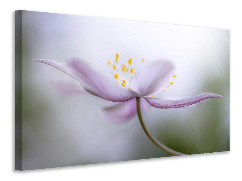 5-piece-canvas-print-nemorosa-ii