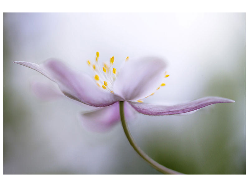 panoramic-canvas-print-nemorosa-ii