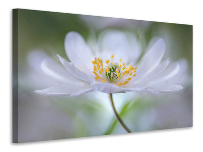 modern-4-piece-canvas-print-nemorosa-nirvana