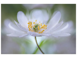 panoramic-3-piece-canvas-print-nemorosa-nirvana