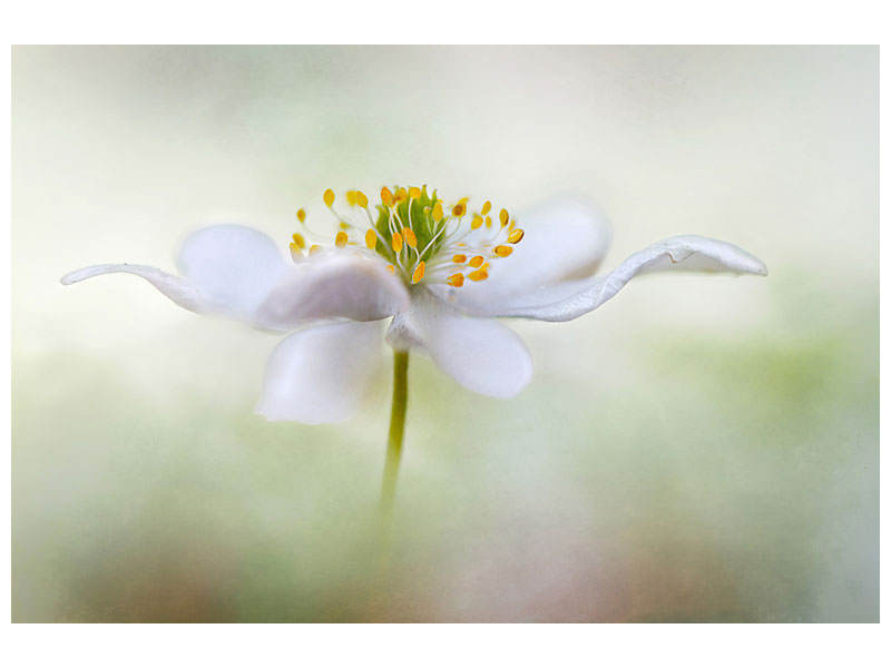 5-piece-canvas-print-nemorosa