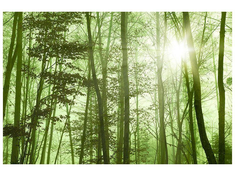 5-piece-canvas-print-nibelungen-forest