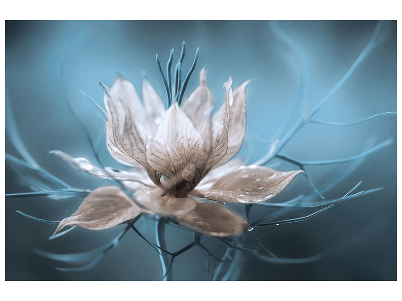 5-piece-canvas-print-nigella