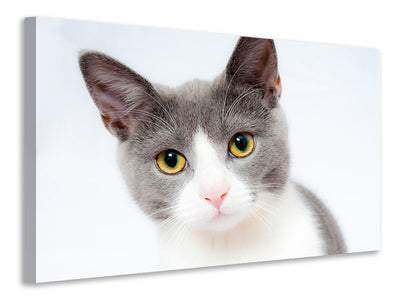 3-piece-canvas-print-noble-cat