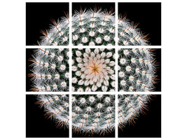 canvas-print-notocactus-scopa