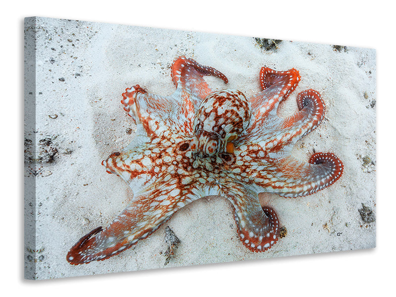 modern-3-piece-canvas-print-octopus-a