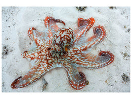 4-piece-canvas-print-octopus-a