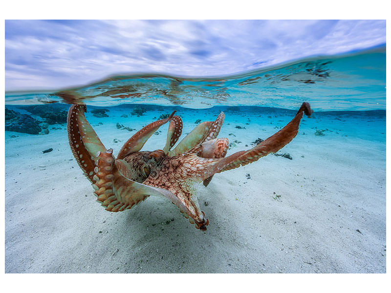 3-piece-canvas-print-octopus-ii