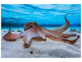 5-piece-canvas-print-octopus