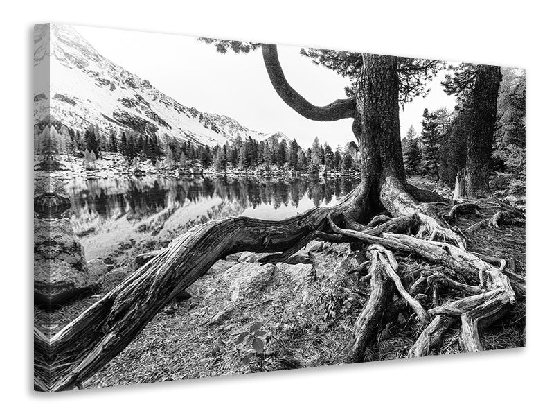 modern-3-piece-canvas-print-old-tree