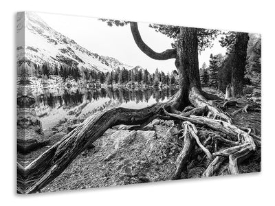 4-piece-canvas-print-old-tree