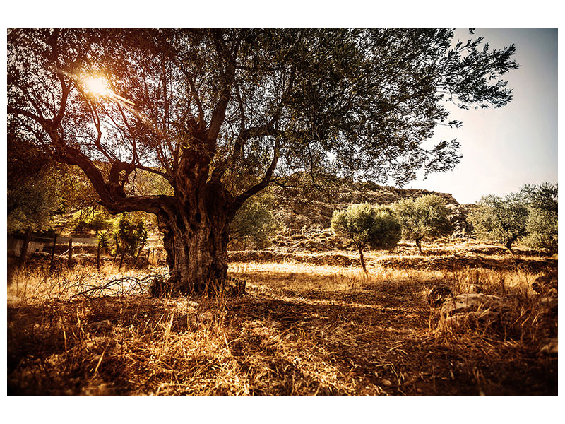 3-piece-canvas-print-olive-grove