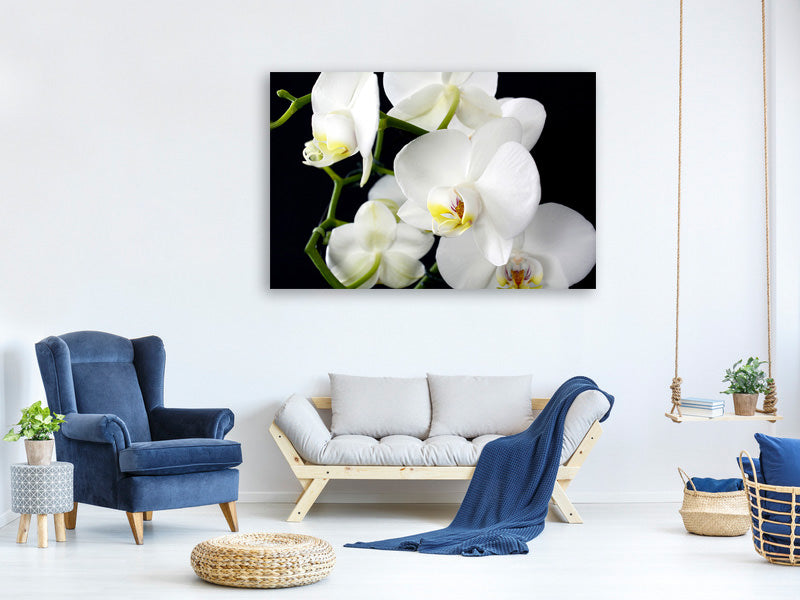 3-piece-canvas-print-orchid-close-up