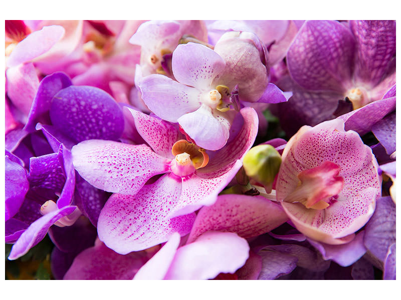 panoramic-3-piece-canvas-print-orchid-paradise