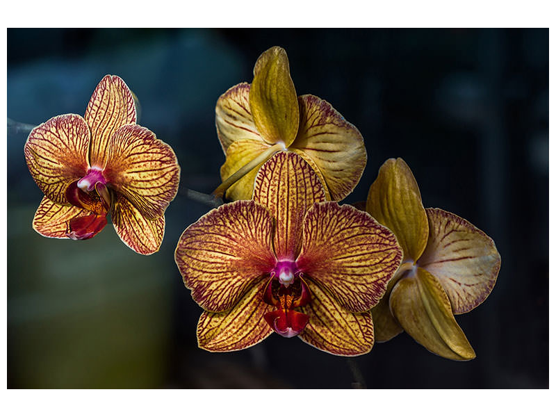 3-piece-canvas-print-orchidaceae