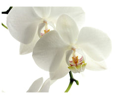 modern-3-piece-canvas-print-orchids-bloom