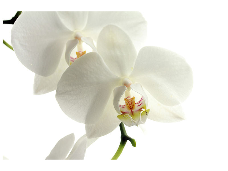 3-piece-canvas-print-orchids-bloom