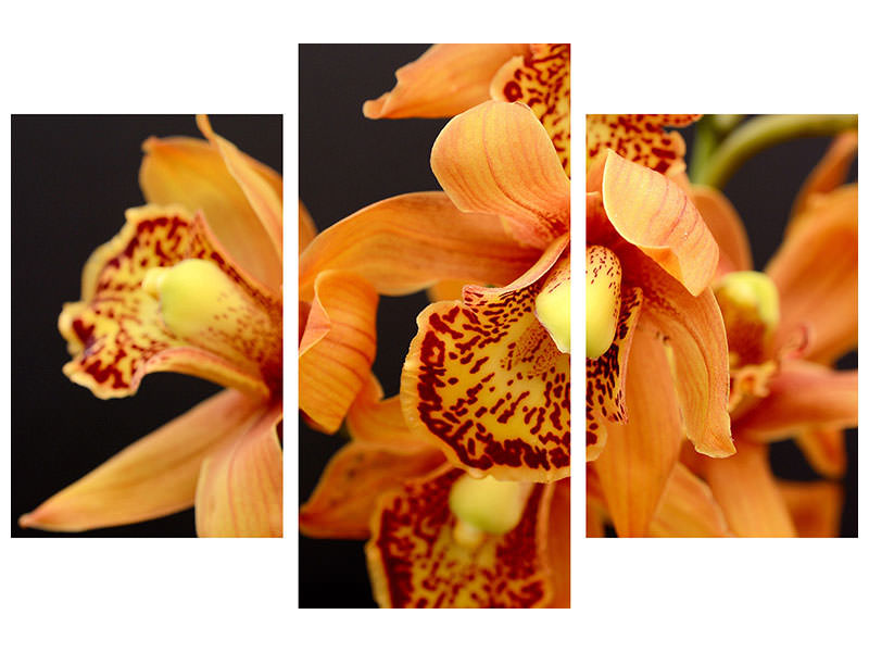 3-piece-canvas-print-orchids-with-orange-flowers