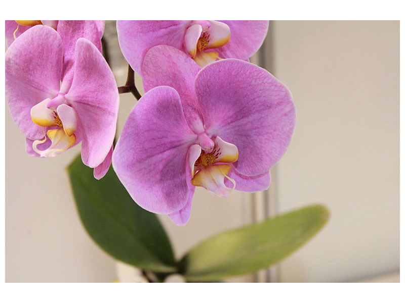 3-piece-canvas-print-orchids-with-purple-flowers-in-xl