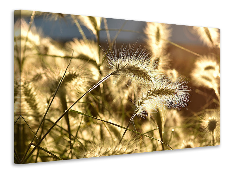 panoramic-3-piece-canvas-print-ornamental-grass-in-the-sunlight