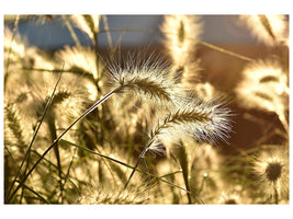 3-piece-canvas-print-ornamental-grass-in-the-sunlight