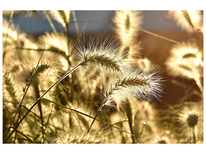 panoramic-canvas-print-ornamental-grass-in-the-sunlight