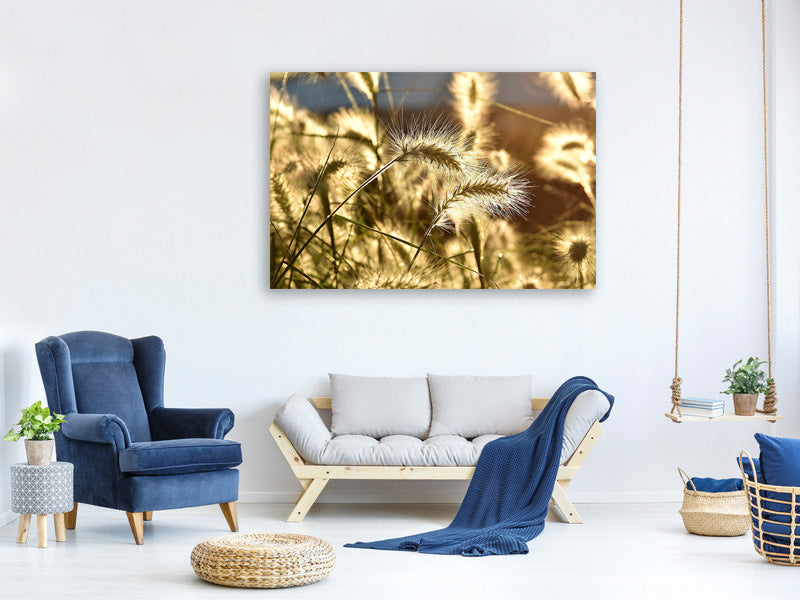 panoramic-canvas-print-ornamental-grass-in-the-sunlight
