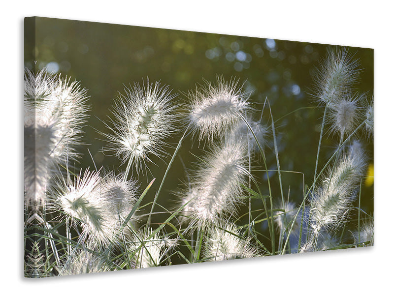 panoramic-canvas-print-ornamental-grasses-in-xl
