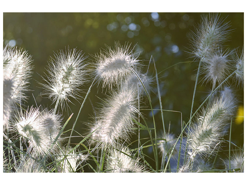 3-piece-canvas-print-ornamental-grasses-in-xl