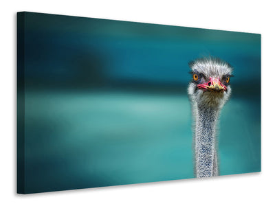 canvas-print-blue-meets-ostrich