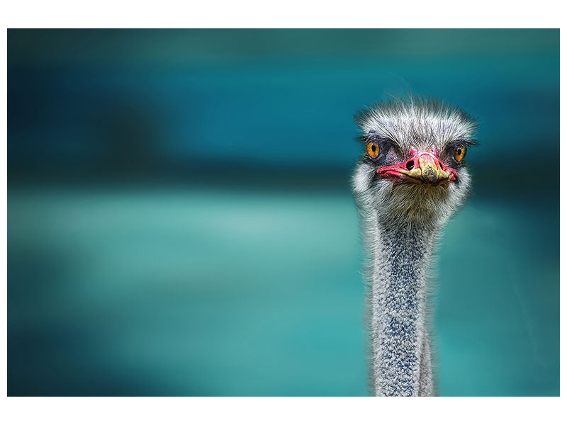 3-piece-canvas-print-blue-meets-ostrich